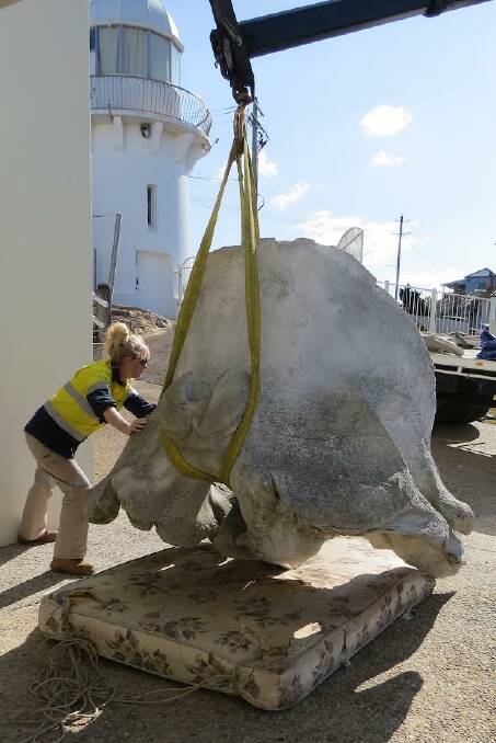 Sylvia Anderson helps transport the sperm whale skull back to the Eden Killer Whale Museum. Picture by Angela George. 