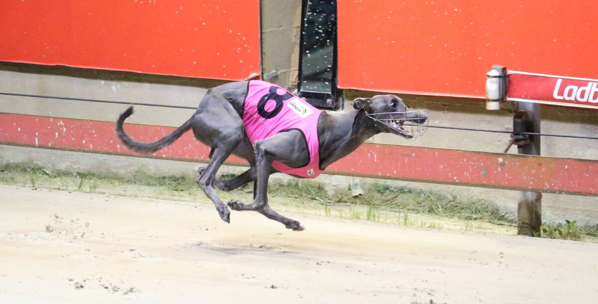 Defending Country Classic champion Zipping Kyrgios will be back at Dawson Park on Saturday. Picture by Greyhound Racing NSW