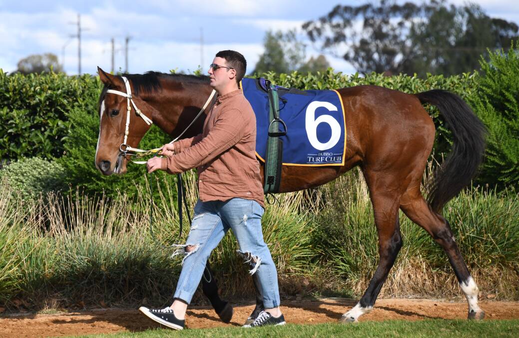 Duren, pictured previously at Dubbo, is one of two Brett Thompson runners in the opening race at Coonamble. Picture by Amy McIntyre