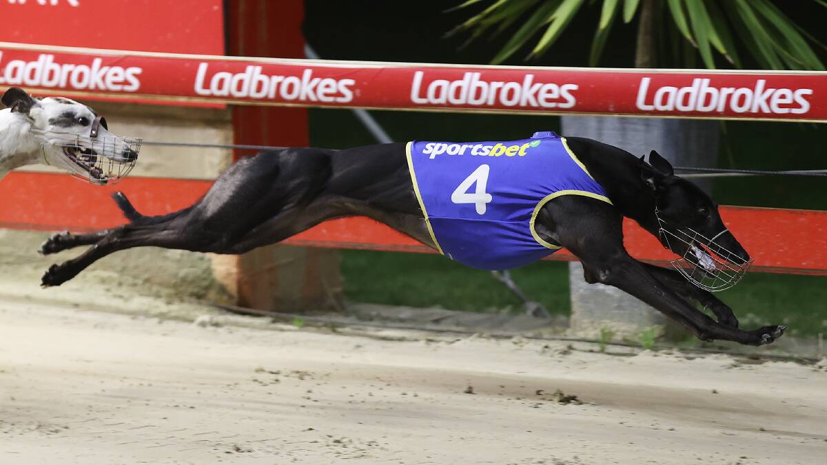 The highly-rated She's A Pearl will race at Dawson Park on Saturday night. Picture supplied