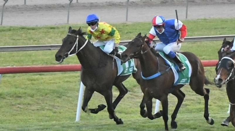 WINNER: Notabadidea (yellow silks) was too strong on Sunday to win the Nutrien Ag Gilgandra Cup. Picture: CHRIS SEABROOK