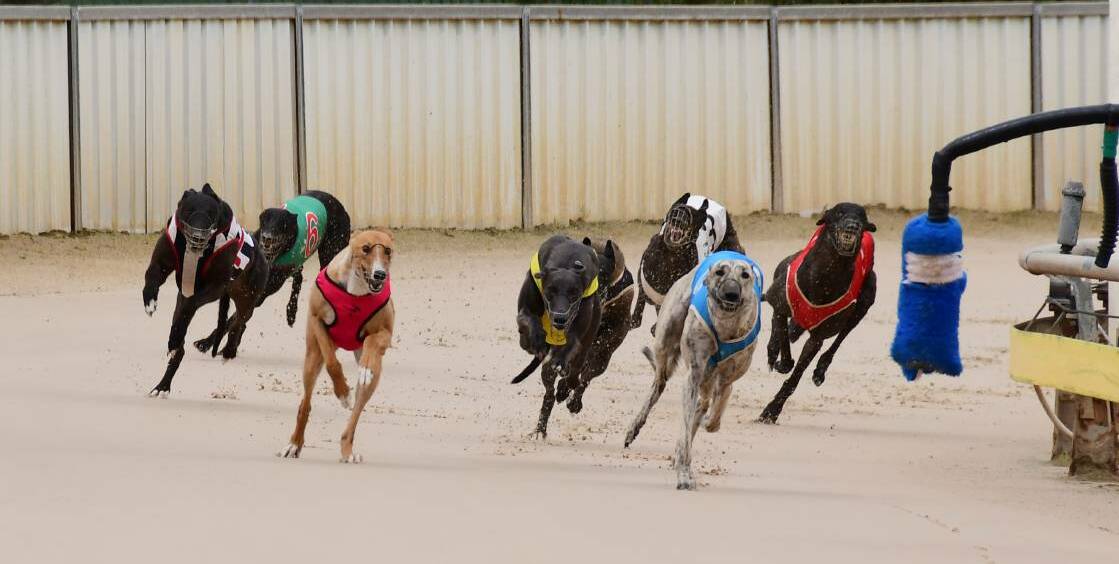 Dawson Park will be the greyhound racing hub for the Western region for 2023 at least after Bathurst's track was destroyed during the floods. Picture by Belinda Soole