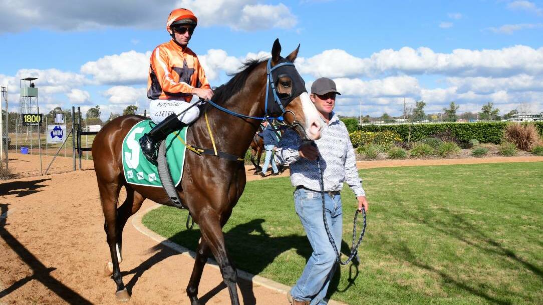 HOPEFUL: Brett Robb leads a horse around the Dubbo track prior to a meeting in 2020. Photo: AMY MCINTYRE