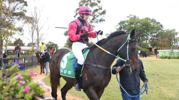 Gallant Star, pictured previously at Dubbo, is aiming for a Country Championships spot. Picture by Amy McIntyre