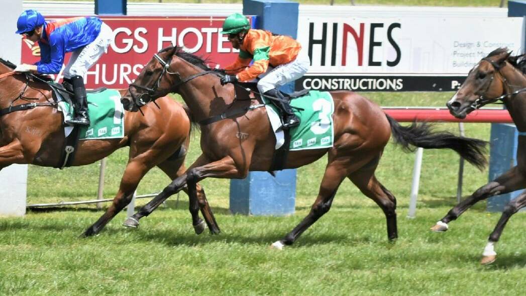 Dubbo Wanderer, pictured racing at Bathurst previously, won at Coonabarabran on Saturday. Picture: Chris Seabrook