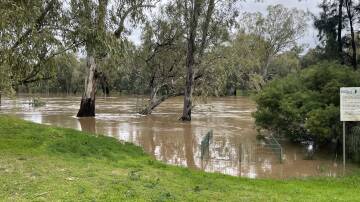 The Macquarie River is rapidly rising and is expected to peak on Monday evening. Picture: Tom Barber