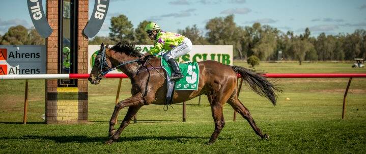 TOO GOOD: Brett Robb's on a promise (pictured at Gilgandra earlier this year) took out the Picnic Championship at Coonmable. Photo: RACING PHOTOGRAPHY