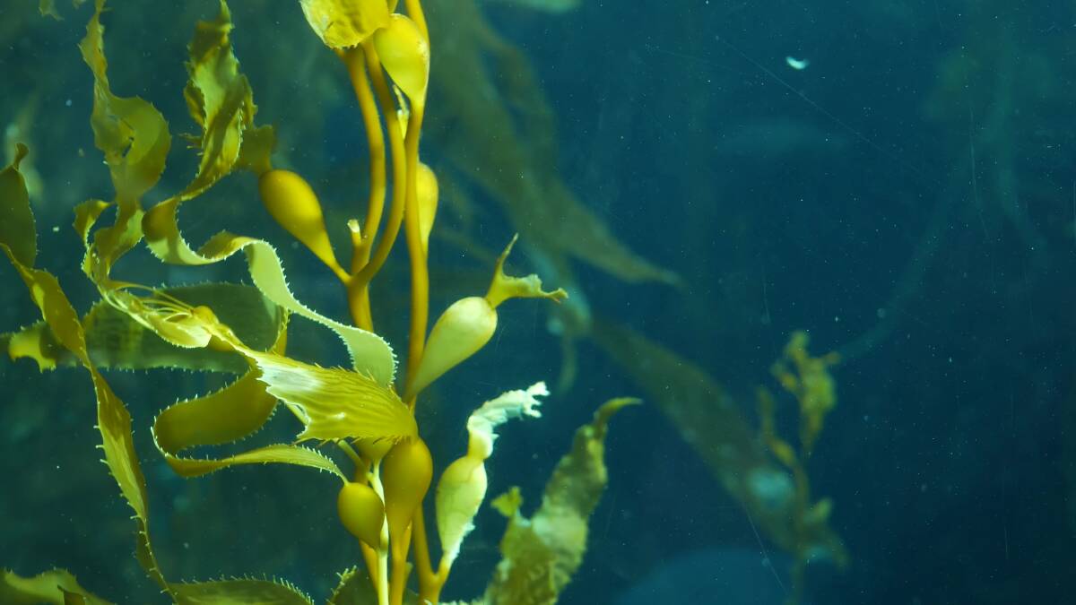 NUTRIENTS: Kelp is a low-maintenance high achiever. Picture: Shutterstock