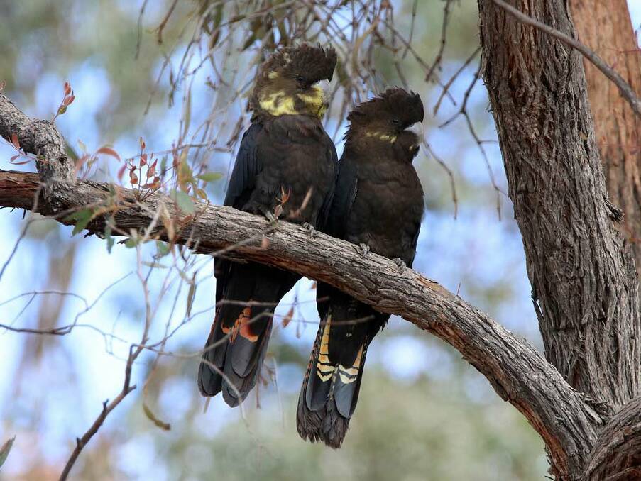 Glossy Black-Cockatoos are native to inland NSW and one of the rarest birds in Australia. Picture by Australian Museum