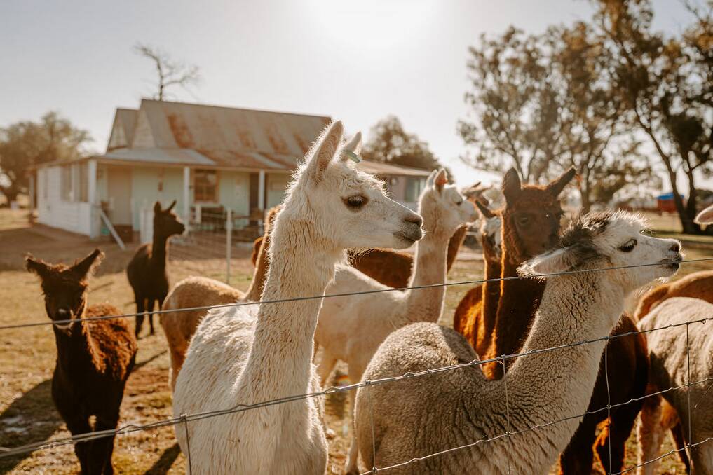 Quentin Park Alpacas will close the gates on its Tomingley location at the end of July. Picture supplied