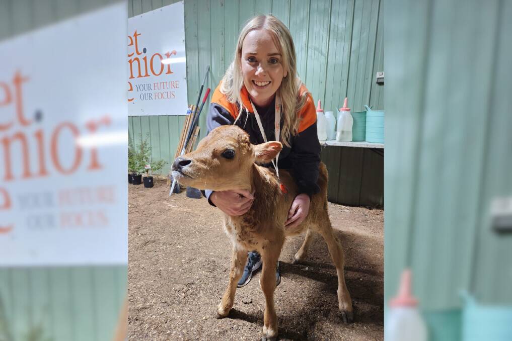 A Skillset Senior College student in Dubbo with one of the calves. Picture supplied