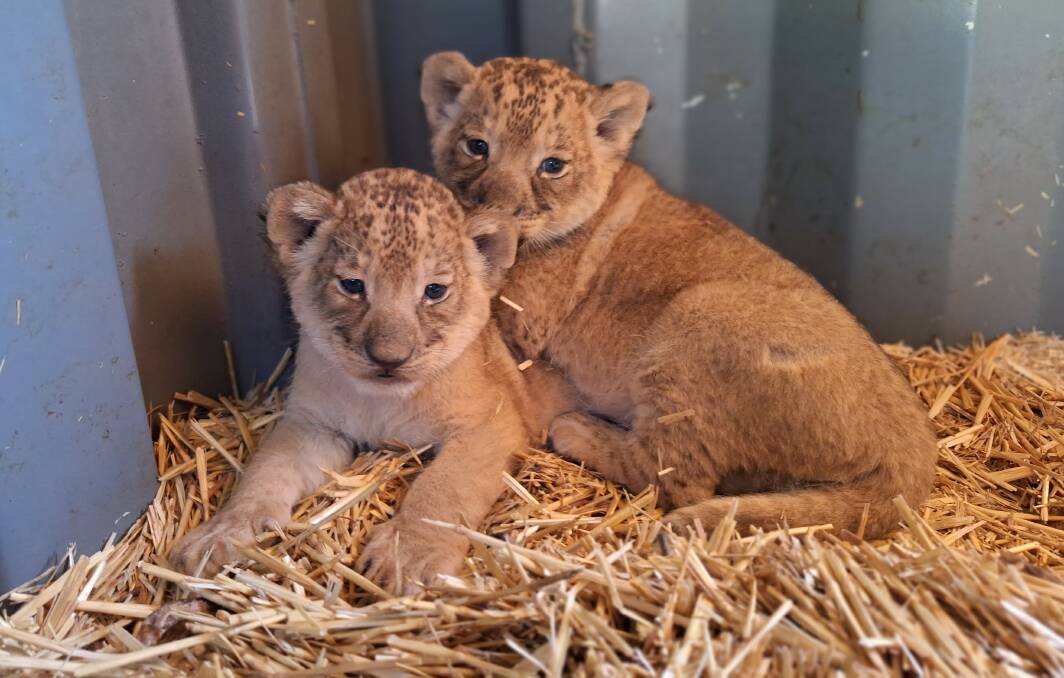 Two of the new lion cubs born at the Taronga Western Plains Zoo on October 4. Picture by Megan Lewis