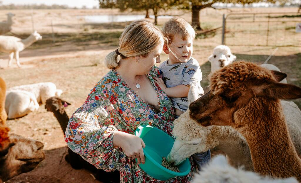 Feeding the alpacas was a popular activity at the award-winning attraction. Picture supplied