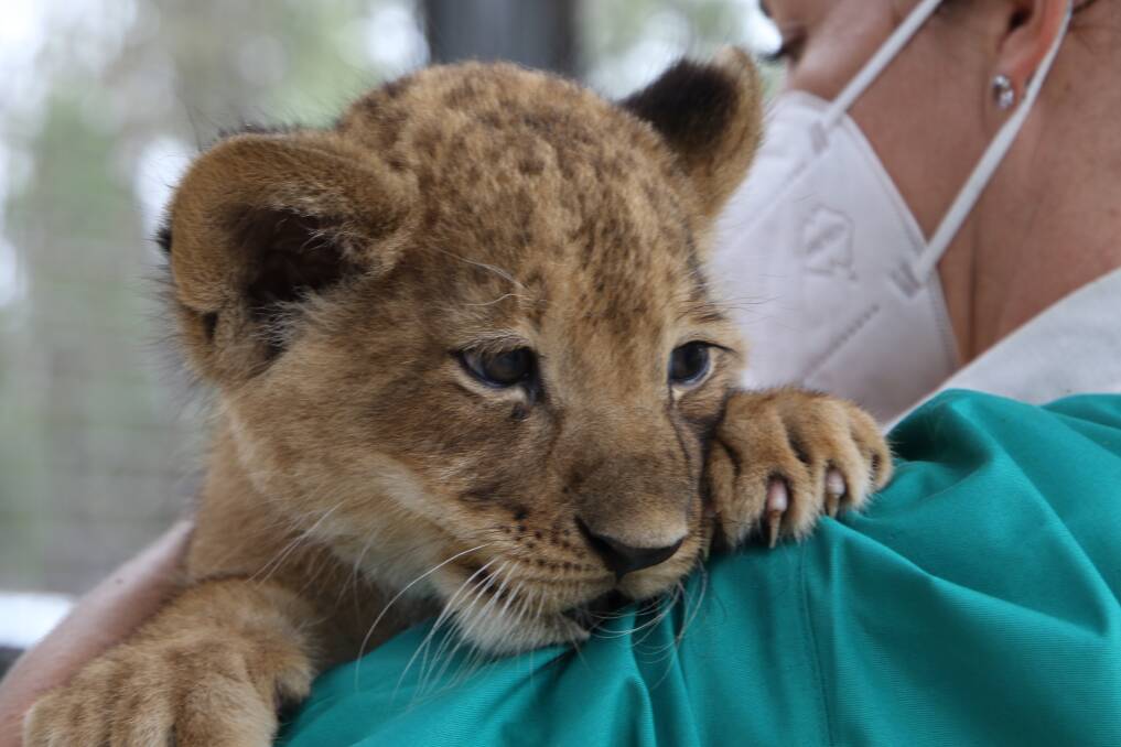 One of the adorable new arrivals at Taronga Western Plains Zoo. Picture supplied