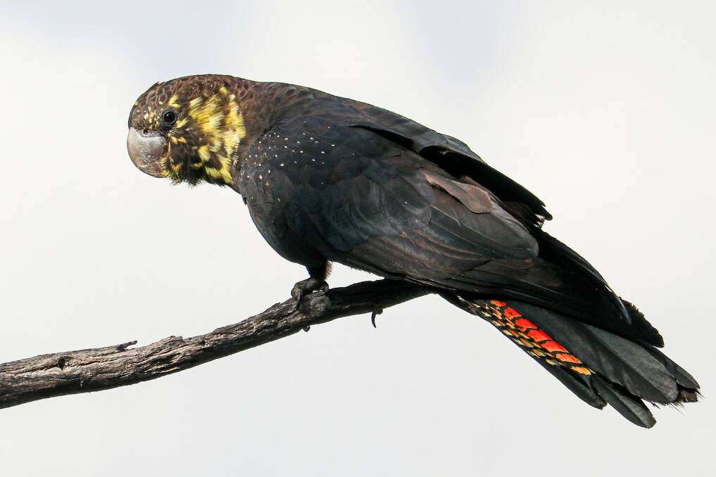 The glossy black-cockatoo has seen a decline in population after the black summer bushfires. Picture supplied