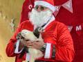 Santa with a handful of ferrets at one of Rotary's previous Santa Paws events. Picture by Amy McIntyre