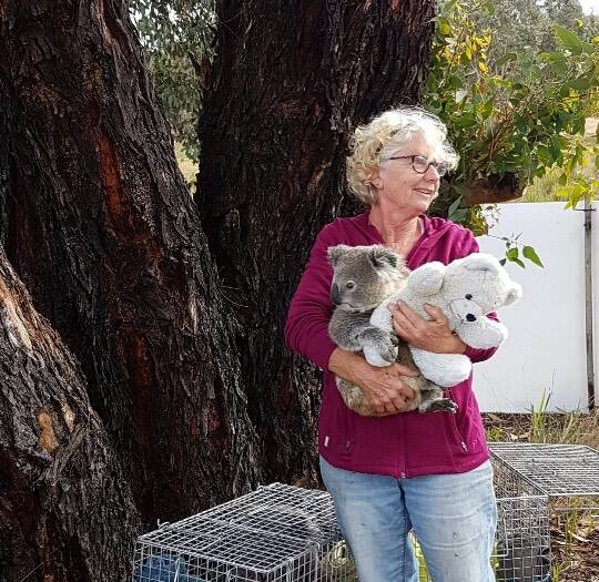 Sue Brookhouse with Junior, a rescue koala ready to be released. Picture supplied