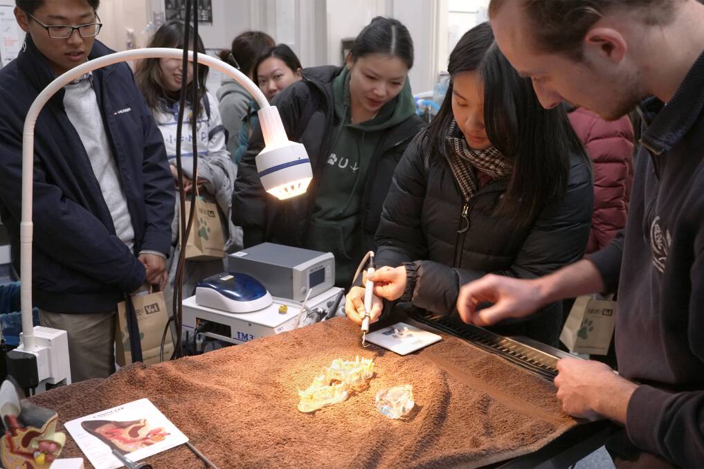 Vet students from Sydney uni practicing scaling animal teeth at Fur Life Dubbo. Picture supplied