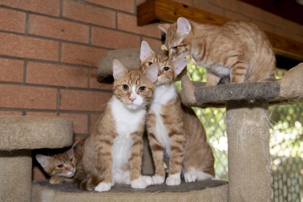 These four cheeky kittens are looking for forever homes through the Animal Welfare League's Dubbo branch. Picture by Belinda Soole
