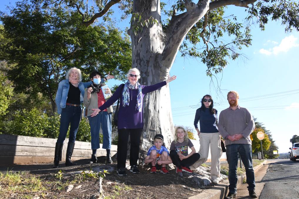 Save Our Street Trees says this large tree on Tamworth Street is under threat from council's current policies. Picture by Amy McIntyre