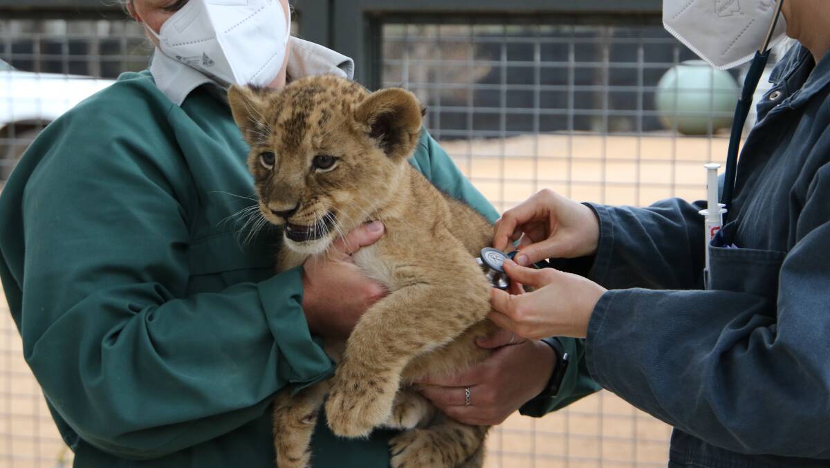 Zoo vets check over one of the new lion cubs. Picture supplied