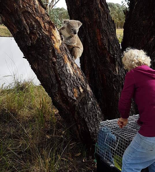 Sue releases Junior, a rescue koala she rehabilitated. Picture supplied