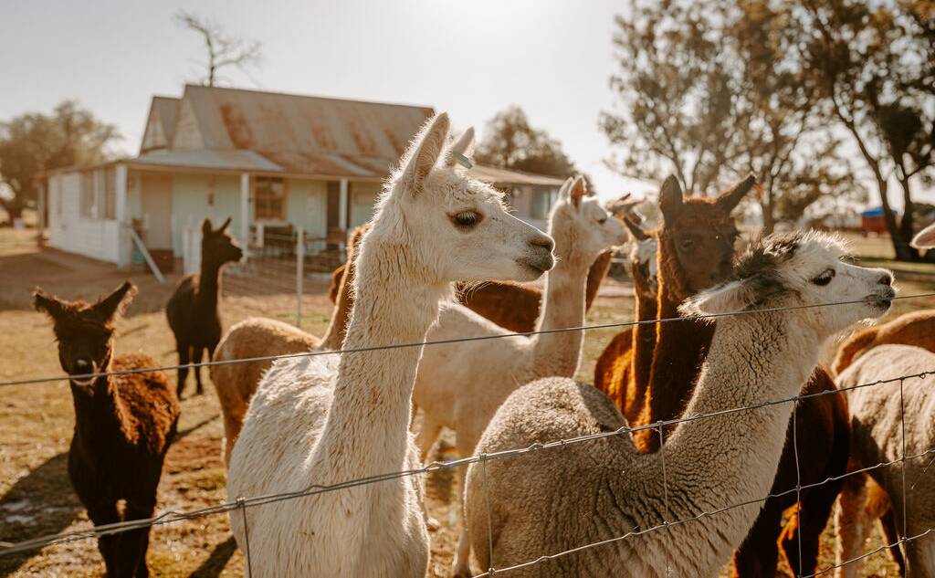 The Quentin Park Alpacas Studio and Gallery in Tomingley closed in July, 2023. Picture supplied