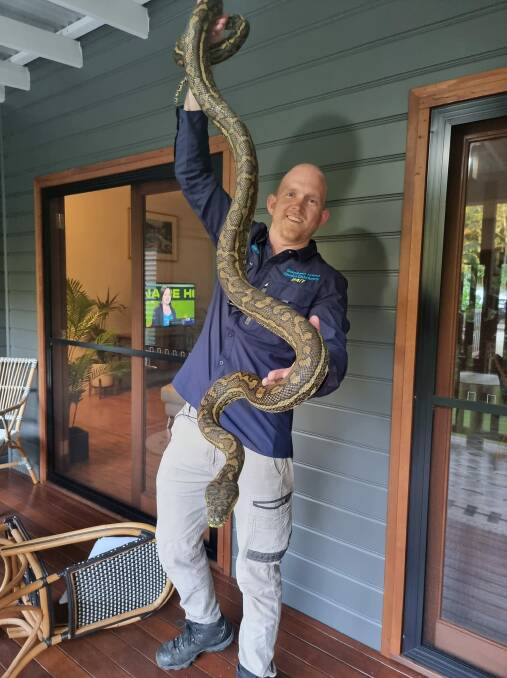 Mr McKenzie holds the "whopper" carpet python - one of five snakes found at the same house. 