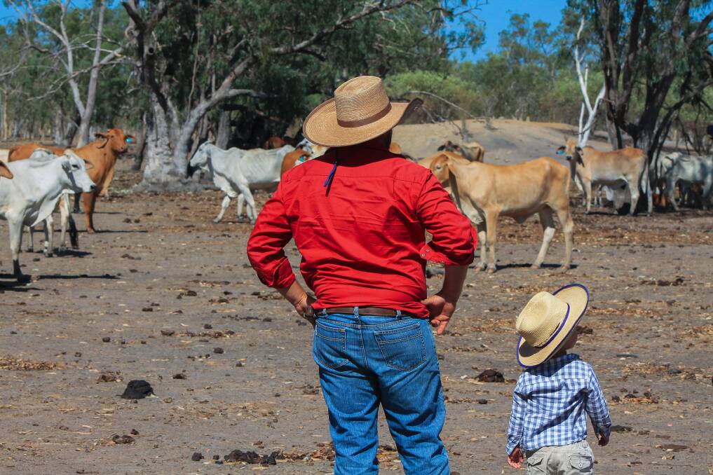 The Thornbury's adjist land through the Simmons family to run their Brahman cross breeder herd. Photo: QRIDA.