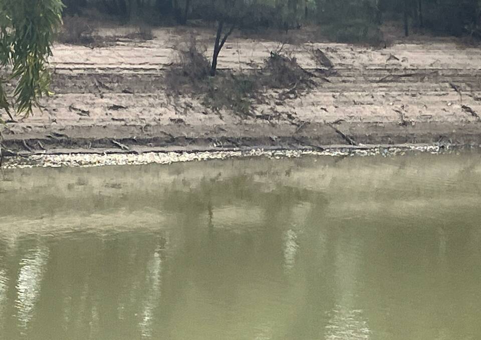 Remains of the millions of dead fish washed up on the banks of the Darling River at Menindee pictured on Monday, April 10 by resident Graeme McCrabb. Picture supplied