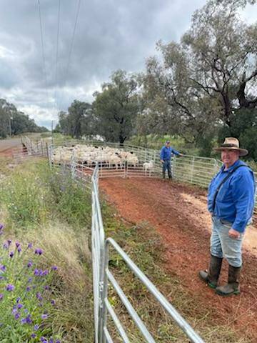 Farmer Steve Roach moving cattle to safer ground on Thursday, 6 October 2022. Picture Supplied