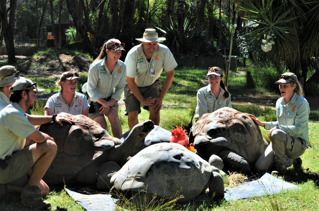 The giant tortoise Audrey, 95 years old, is enthralling zoo staff and visitors on the 45th birthday of the Taronga Western Plains Zoo in March 2022. Picture by Elizabeth Frias 