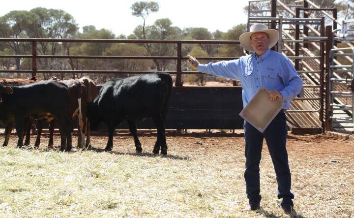 Narromine farmer and grazier Bruce Maynard demonstrate self herding and self-shepherding method. Picture: Supplied