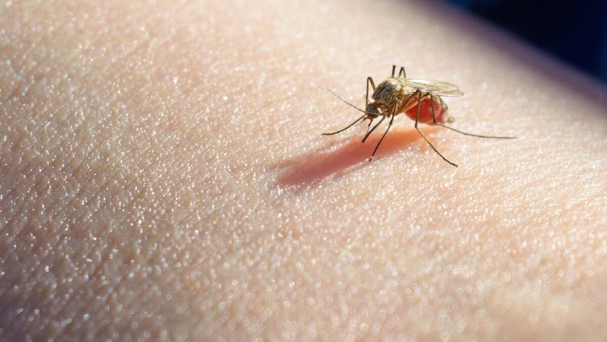 How mosquitoes bite that can cause JEV.