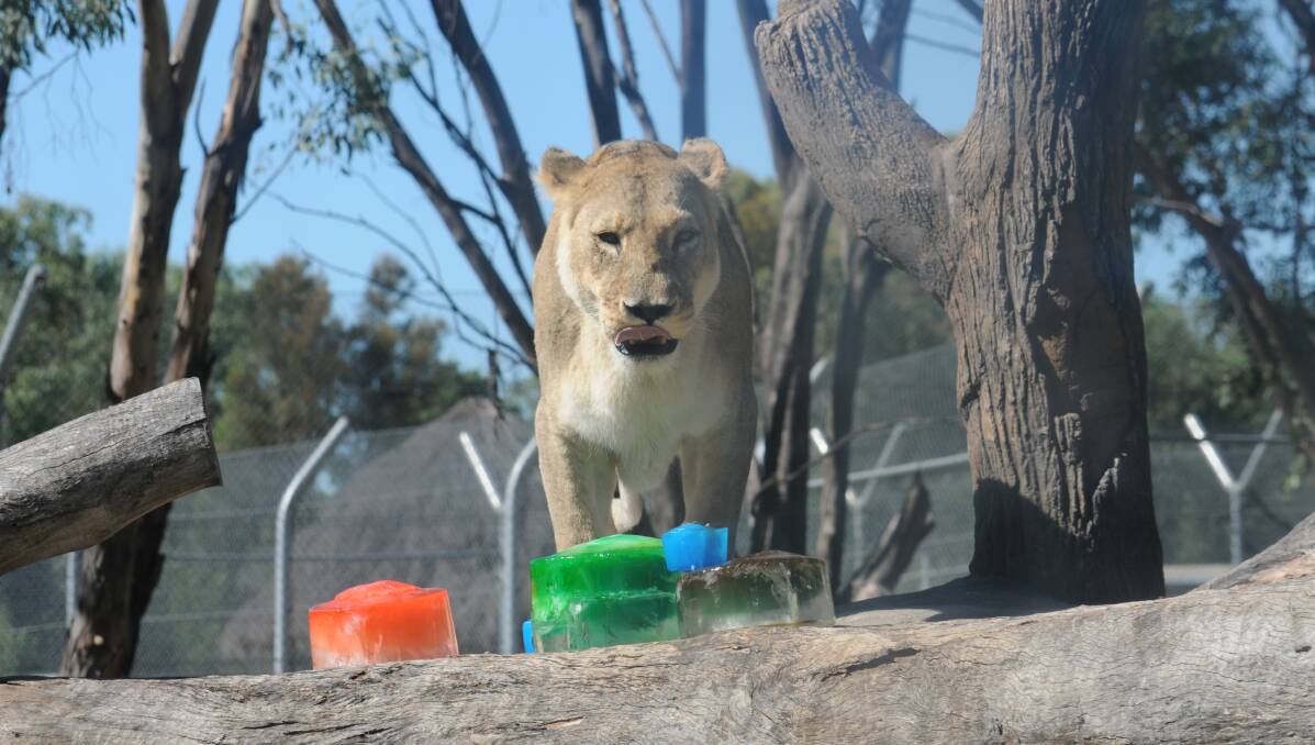 KING OF THE JUNGLE: Exotic species such as this lion is having a birthday treat with icy poles. Picture: ELIZABETH FRIAS
