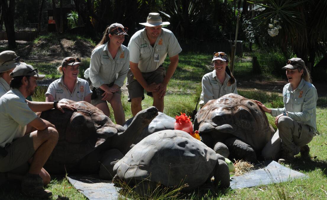 The oldest tortoise homed and conserved at Taronga Western Plains Zoo is Audrey, 95-years old, joined by Wilbur and Franklin to lick the 45th year birthday cake made of colourful icy poles just for them.