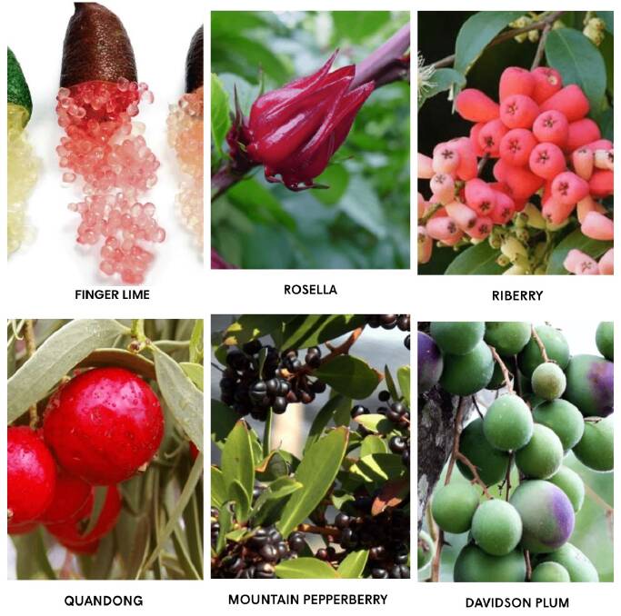 The native plants and the fruits that are used as main ingredients for every bar of Chocolate on Purpose. Picture Supplied