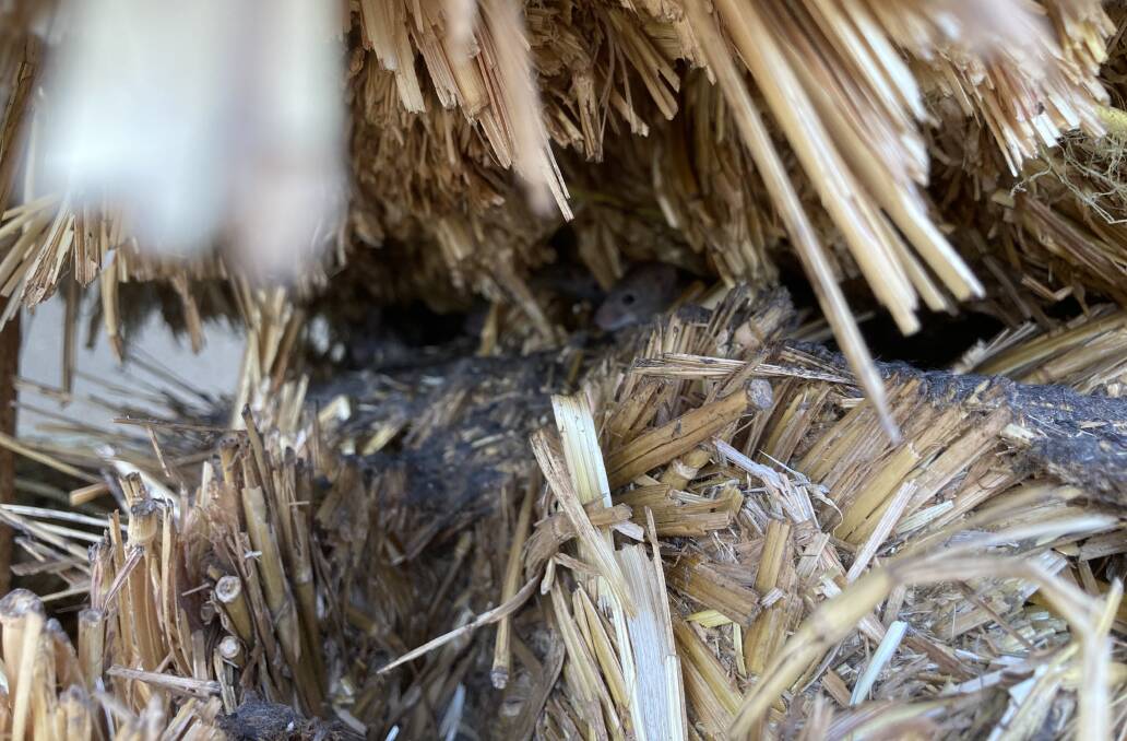 A wheat stubble on the Blackburn's farm where mice breed during the mouse plague in the Orana and Central West region in 2021. PICTURE: SUPPLIED