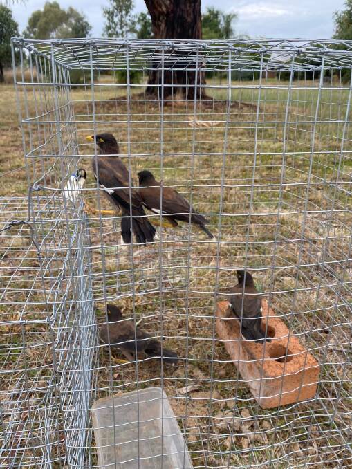 Birds from the Indian Myna Bird Control Program. Picture: Supplied