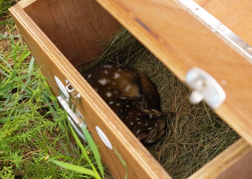 Chuditch in a new nesting box at the Taronga sanctuary in Dubbo. Picture: Supplied