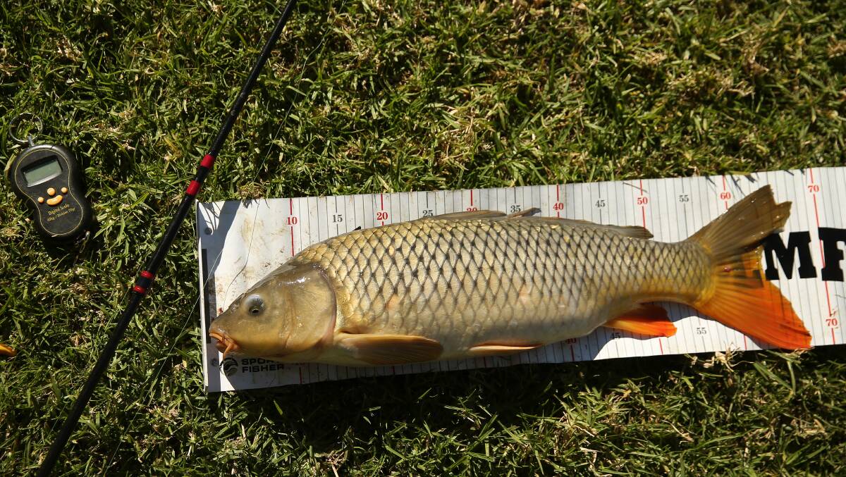 The European carp is a massive threat to inland waterways and native fish populations. Picture by Marina Neil