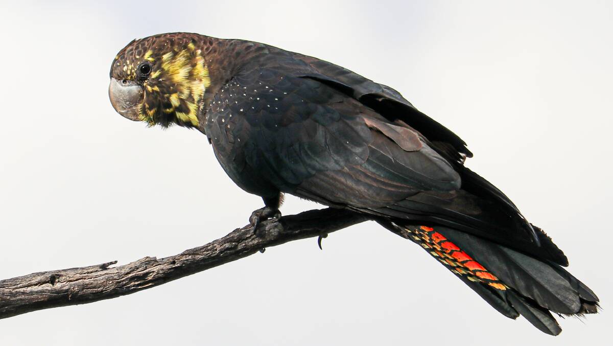 Glossy black cockatoo with it's distinctive red tail. Picture by Jayden Gunn.
