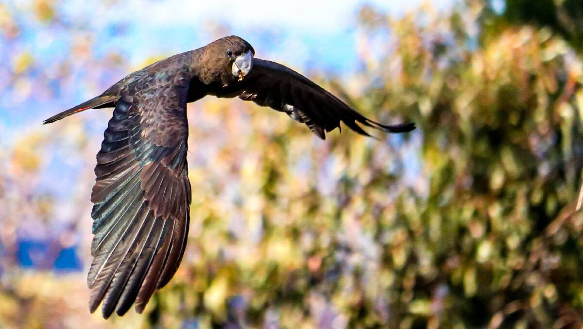 Glossy black cockatoo flying. Picture by Jayden Gunn.