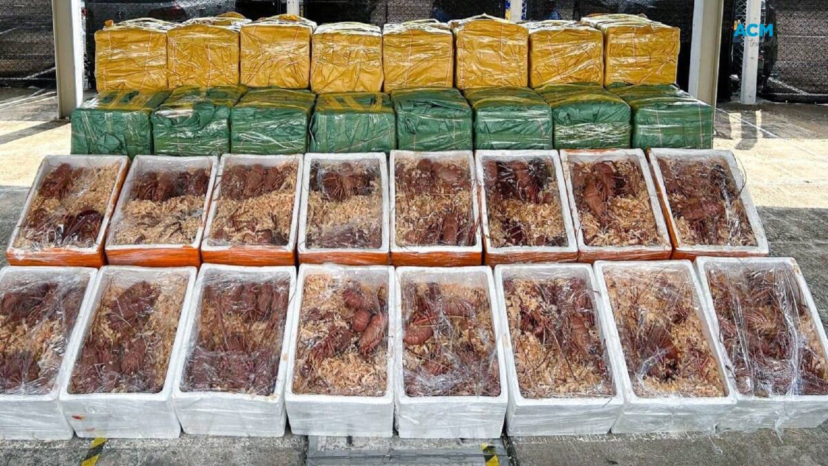 Police find 3.1 tonnes of live lobster, allegedly from Australia, on Lantau island. Picture via Information Services Department Hong Kong