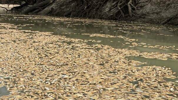Millions of fish died at Menindee in March of this year. File picture
