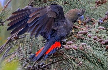 In 2019 seventy volunteers participated and counted over 700 Glossy Black Cockatoos across inland NSW. Photo: supplied 