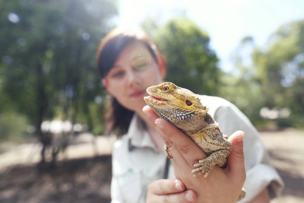 WALK ON HE WILD SIDE: Learn about some of the reptiles at the Education Centre on the Zoo Adventures program.