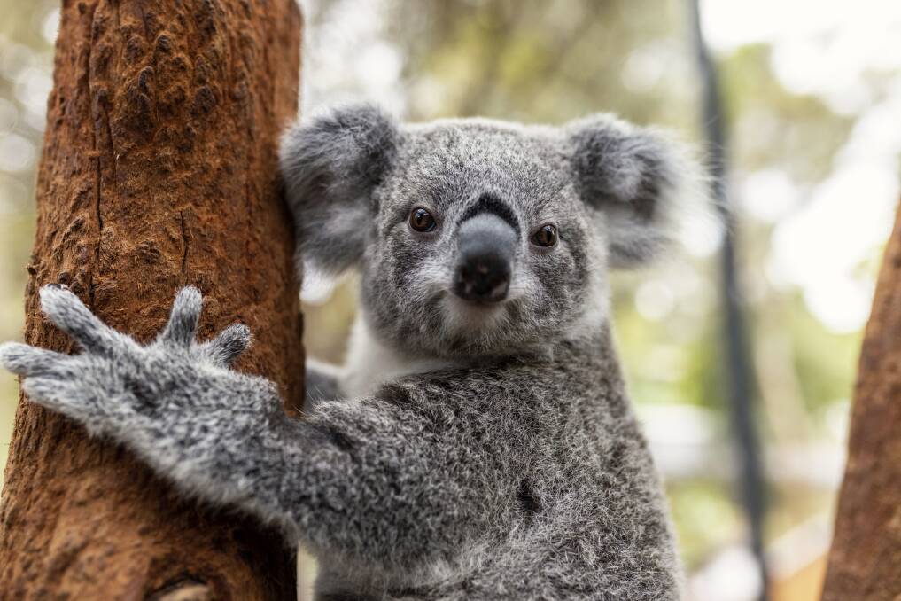 GOING WILD: Taronga Conservation Society Australia is embarking on an ambitious project to provide habitat for iconic threatened species in the face of climate change. Picture: Supplied