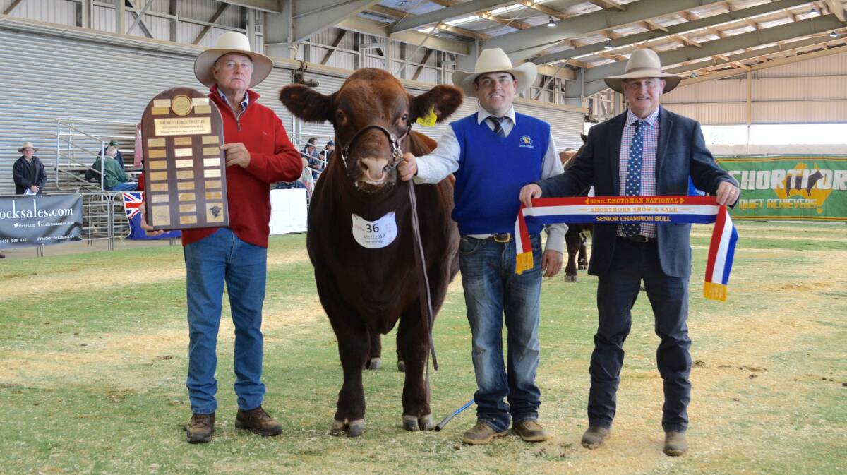 Peter Falls, Malton Shorthorns, Finley with the senior champion bull AJM Quarter Master Q103 led by Ash Morris, AJM Shorthorns, Young and judge Ted Laurie, Knowla Livestock, Moppy. 