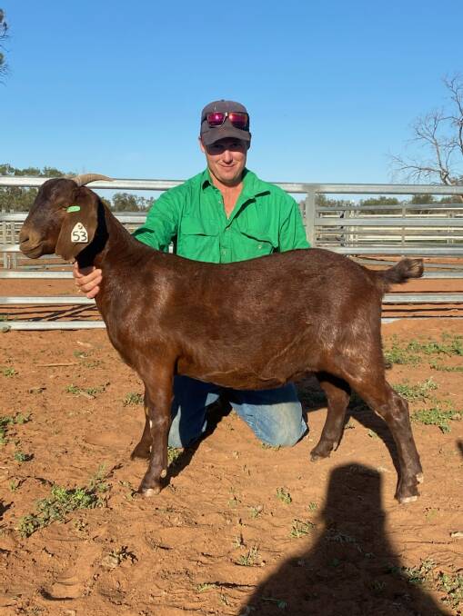 Top-priced doe Bunnaloo 191020 sold for the $7000 record-breaking price to Ben Cullinane of Kinross Station, Pooncarie. Photo: supplied 